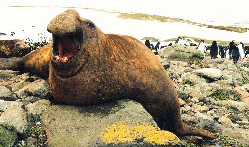 southern elephant seal