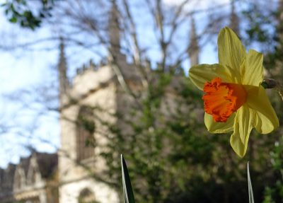 Flower in Fellows Garden