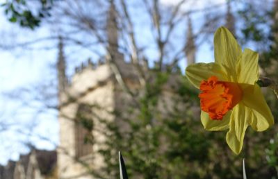 Flower in Fellows Garden