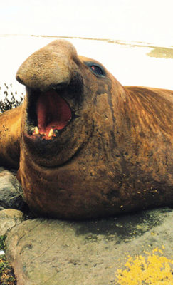 southern elephant seal