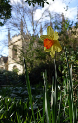 Daffodil in front of the Bodleian Library