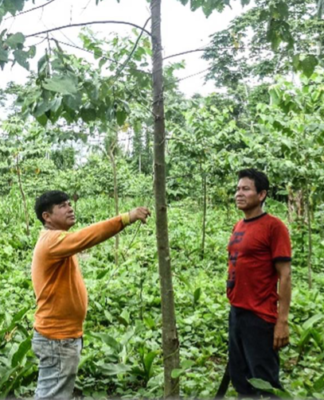 Two people inspect trees in a rainforest in Peru