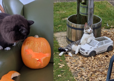 Pets and pumpkin competition. A cat pictures with a dinosaur carved into a pumpkin and a cat is pictured lounging on a toy car looking cool