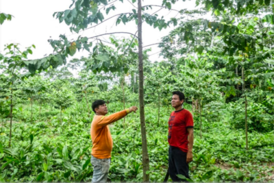 Peru Tree Inspecting one of the Carbon Offsetting projects Exeter supported