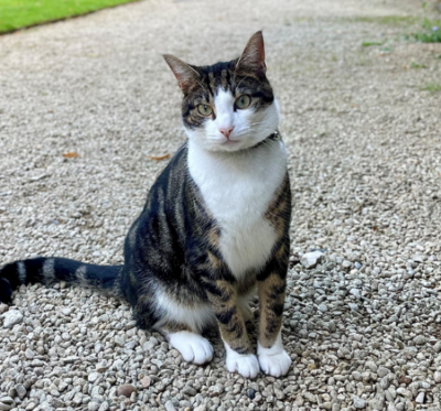 Walter, the College cat