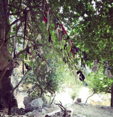 Tree with fabric hanging off its branches