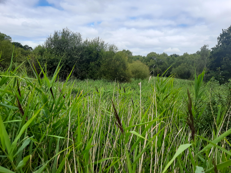 SSSI Wetland Reeds