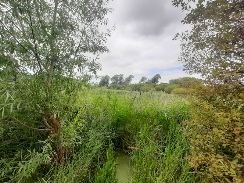 SSSI Pond Boundary