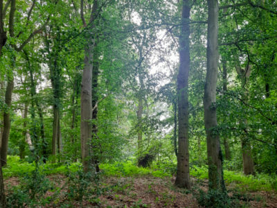 Exeter Woodland