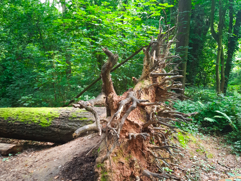 Dead wood in Exeter woodland