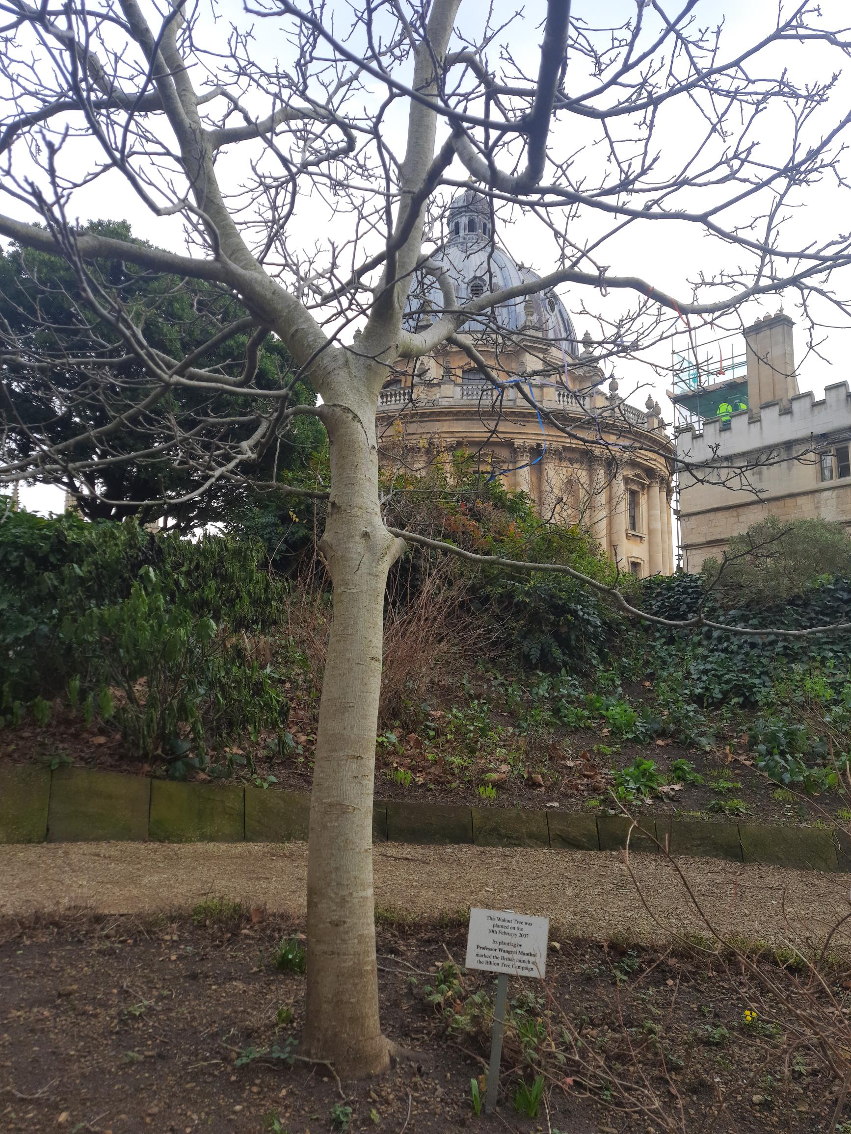 Walnut tree in Exeter College Fellows' Garden