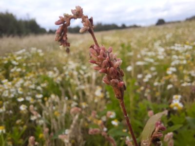 Wildflower at Exeter College Sports Ground