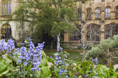 Flowers in Fellows' Garden