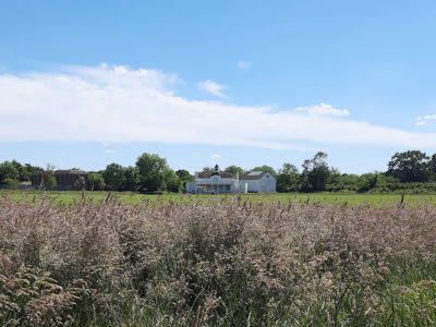 wild grasses at Exeter College sports ground