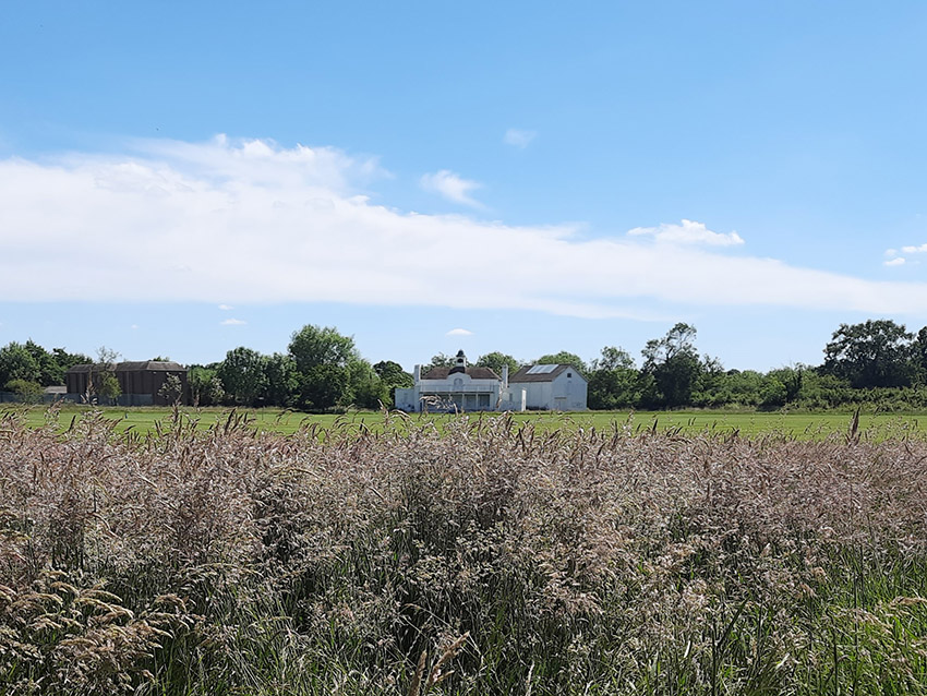 wild grasses at Exeter College sports ground