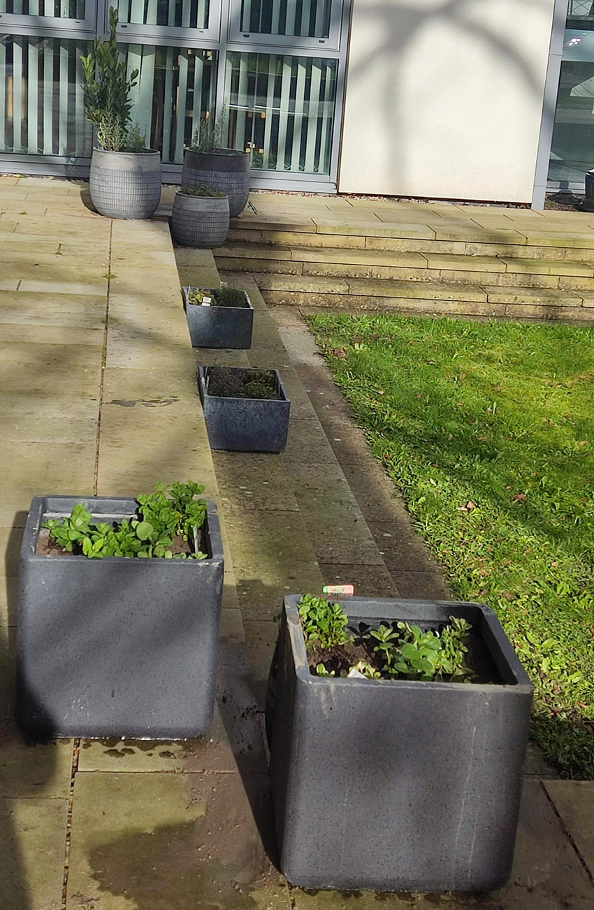 Herb garden