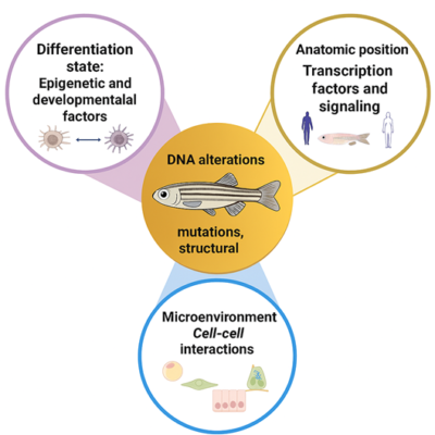Diagram showing that DNA alterations are influenced by three factors: Differentiation state (epigenetic and developmental factors) Anatomic position (transcription factors and signalling) Microenvironment (cell–cell interactions)