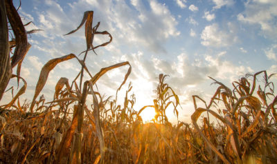 Corn plants drying out in a field