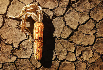 Corn on the cob drying out on parched land