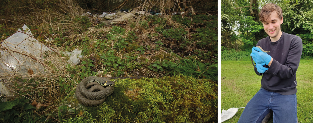 A snake in Exeter's woodland and Mr Atkins handling a snake