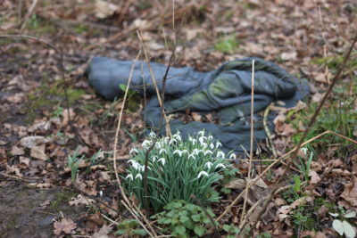 The Big Woodland Clear-up