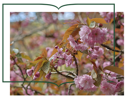 Cherry blossoms in the Fellow's Garden, with the outline of a green book.